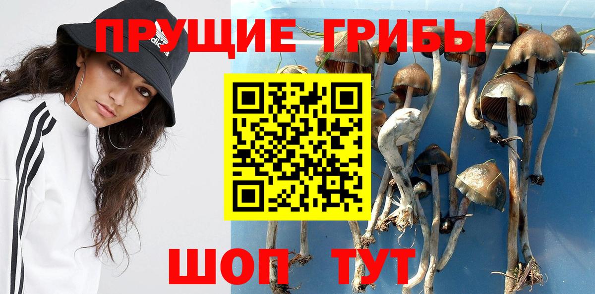 Псилоцибиновые грибы мицелий  Вход с VPN  Будённовск  Галлюциногенные грибы Psilocybe 